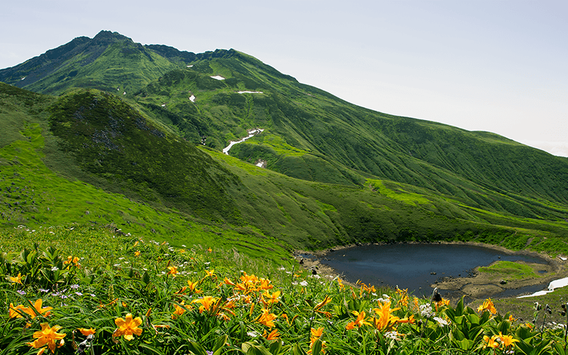 風景写真パネル 山形 鳥海山と鳥海湖 ニッコウキスゲ ボタニカル
